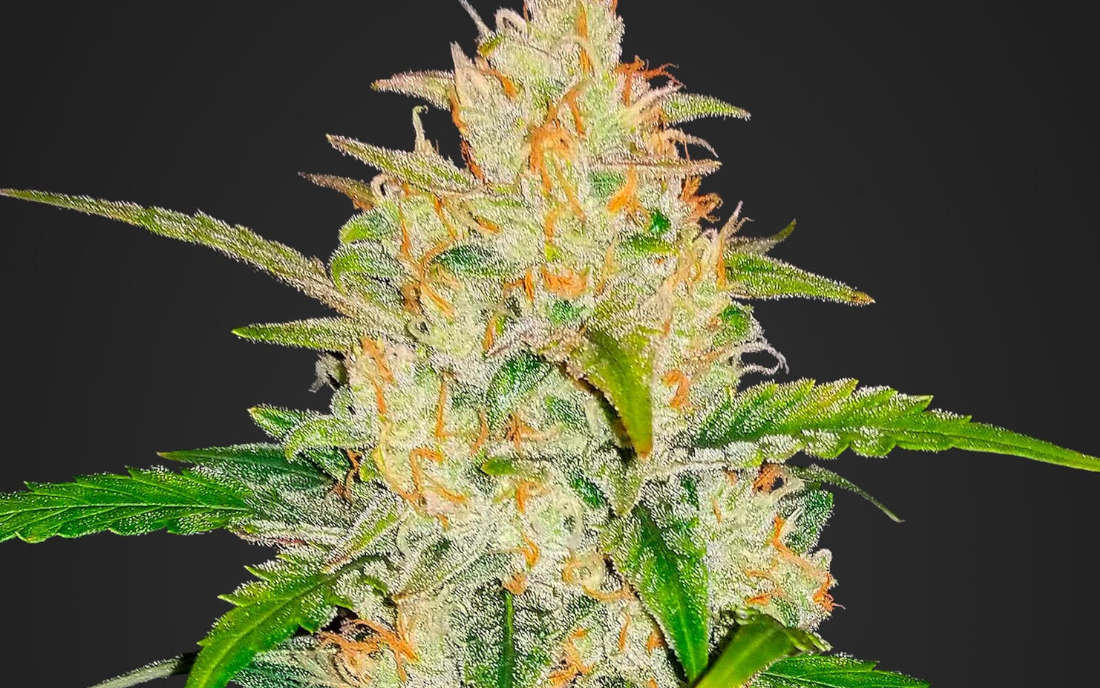 Odmiana marihuany Zkittlez