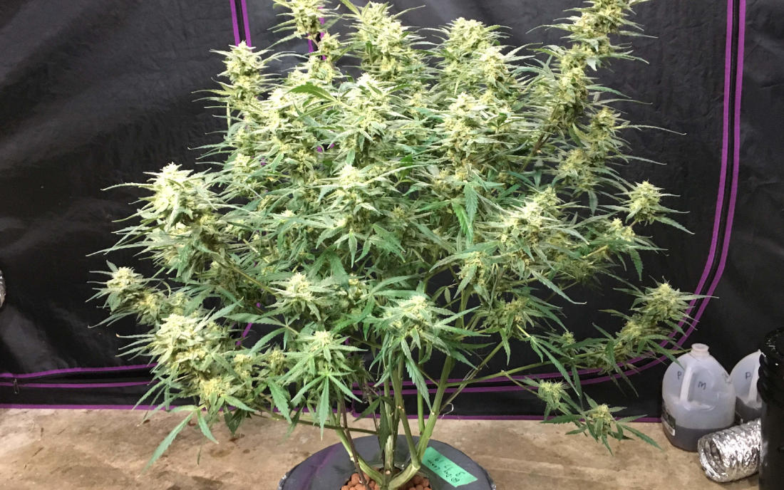 60 Day Lemon DNA Genetics