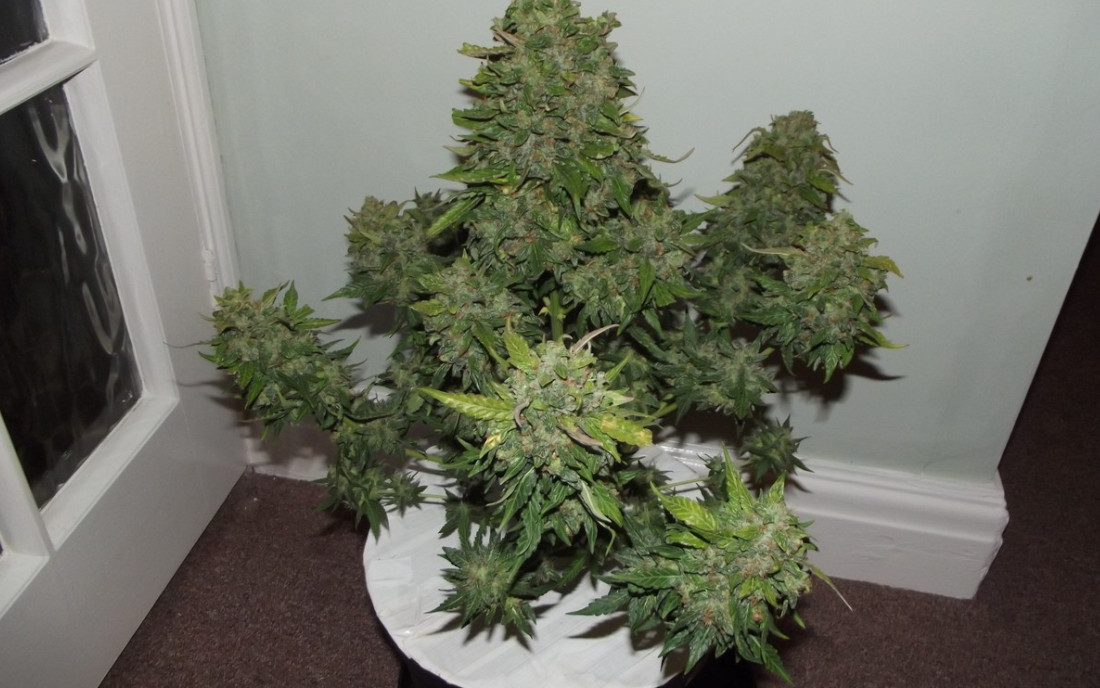 Afghan Kush Ryder Auto nasiona sklep