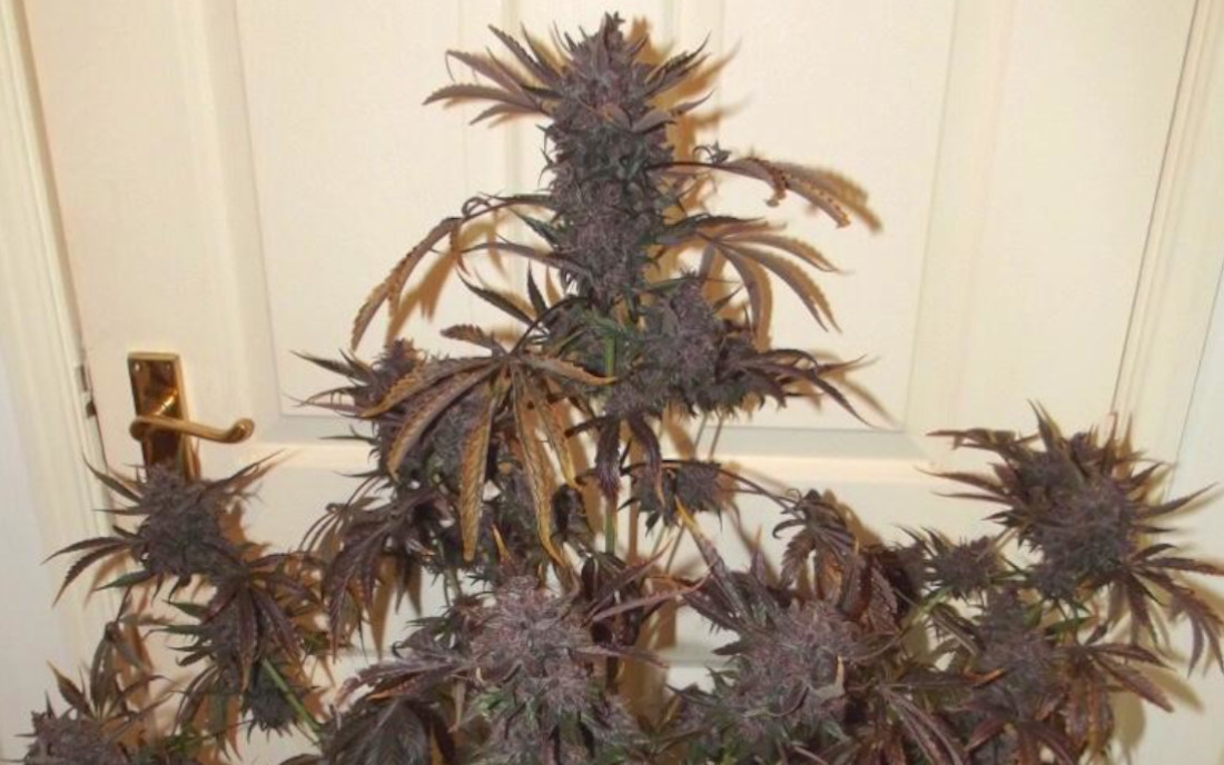 Auto Blackberry Kush sklep nasiona