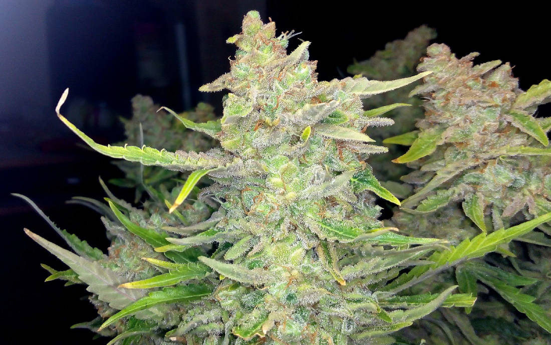 Auto Sweet Tooth Barneys Farm