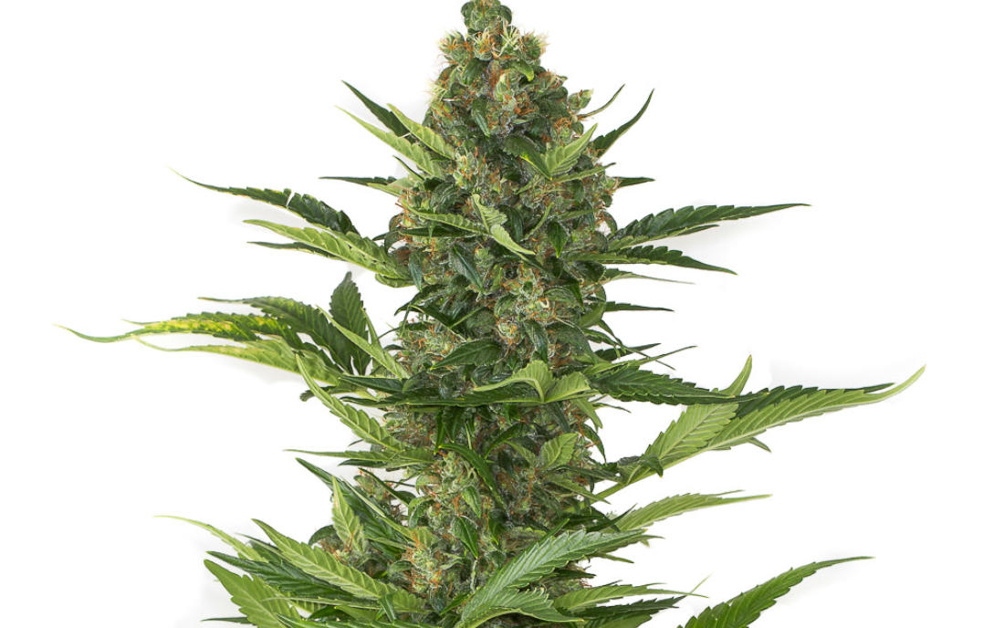 Dinafem Amnesia XXL Auto