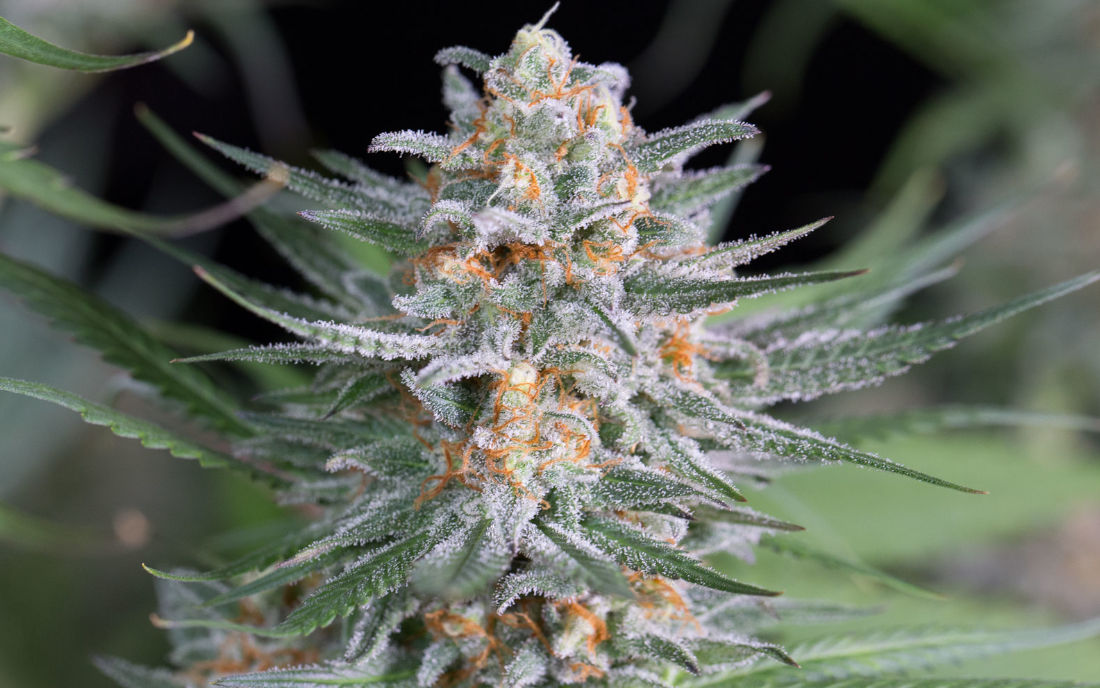 Dinafem Quick Critical odmiana outdoor