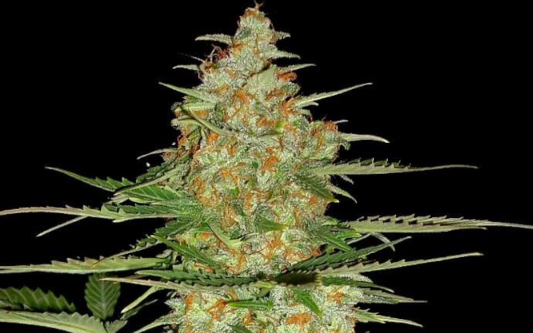 DNA Genetics 60 Day Wonder