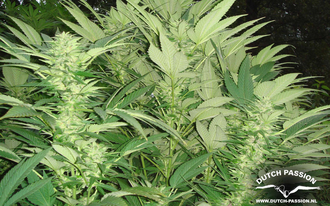 Durban Poison Dutch Passion