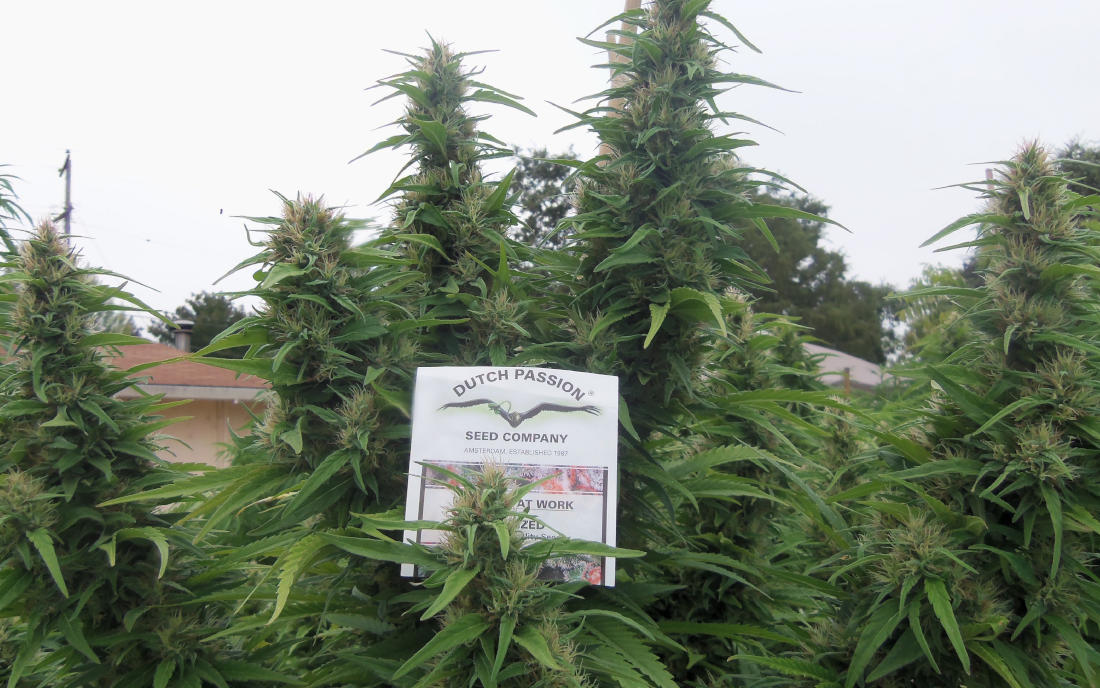 Durban Poison Dutch Passion