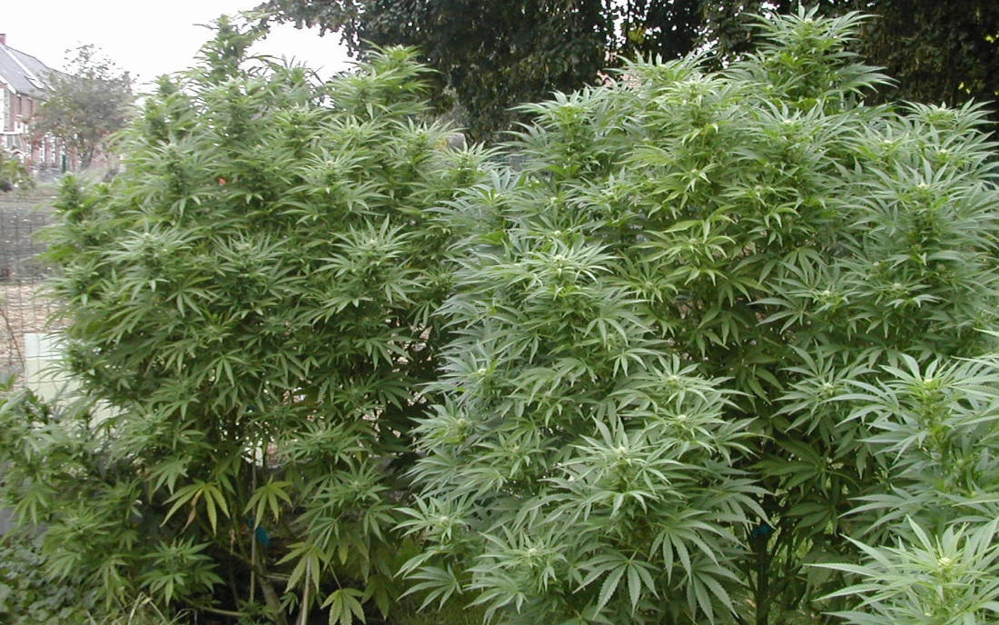 Early Skunk nasiona konopi outdoor