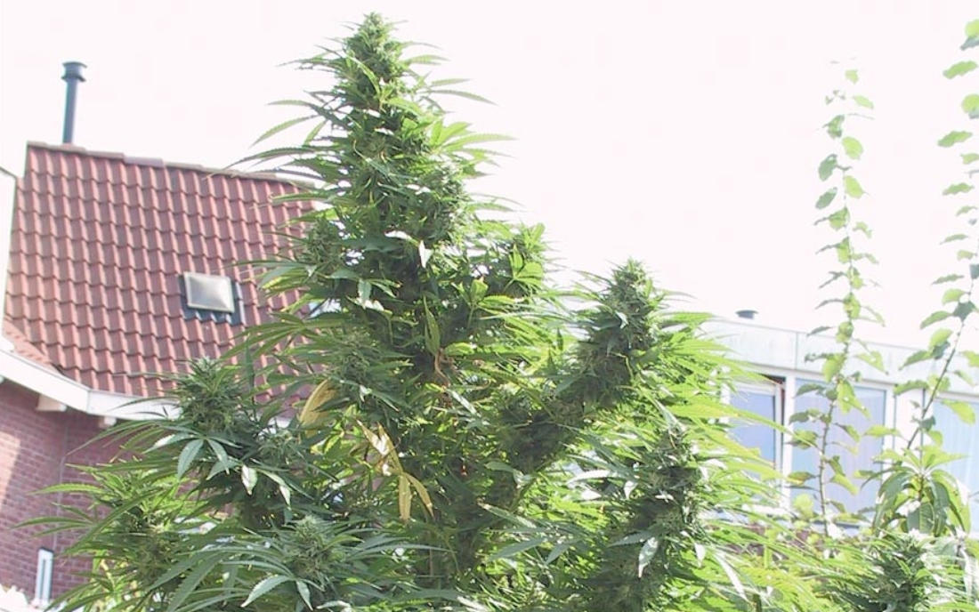 Easy Sativa Female Seeds