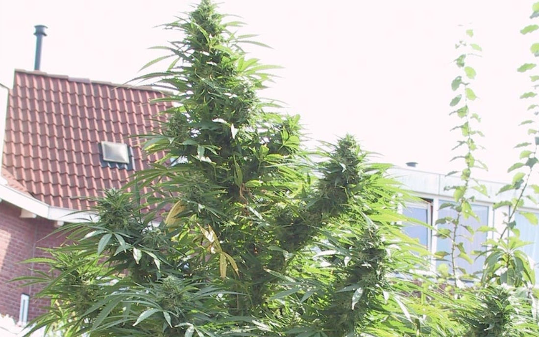 Easy Sativa odmiana duży plon