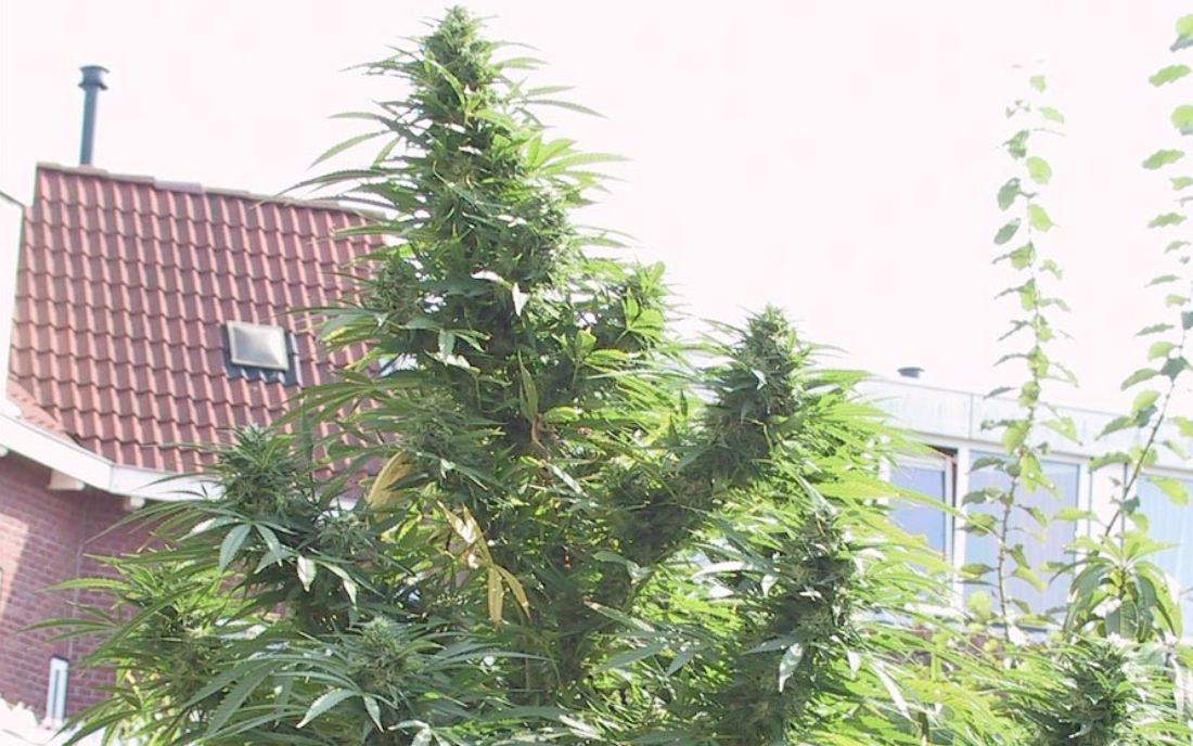 Easy Sativa odmiana konopi na outdoor