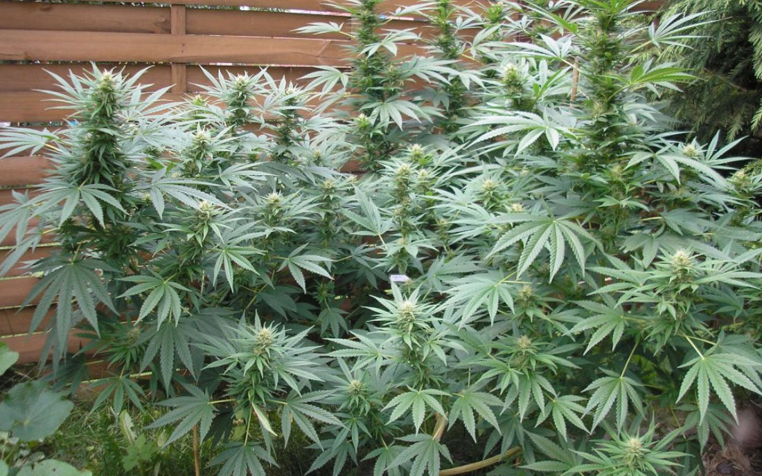 Frisian Dew duży plon outdoor