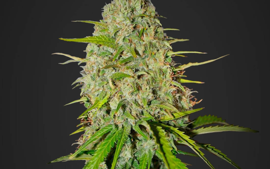 Grapefruit Auto sklep z nasionami