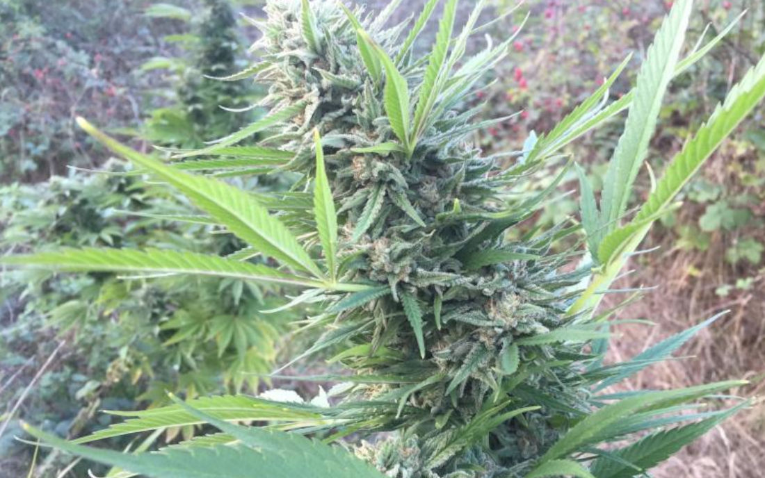 Green Poison nasiona na outdoor