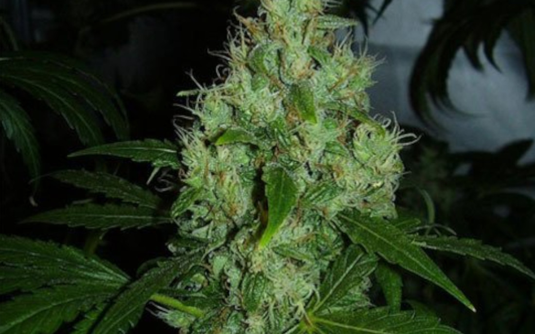Lemon Kush Female Seeds