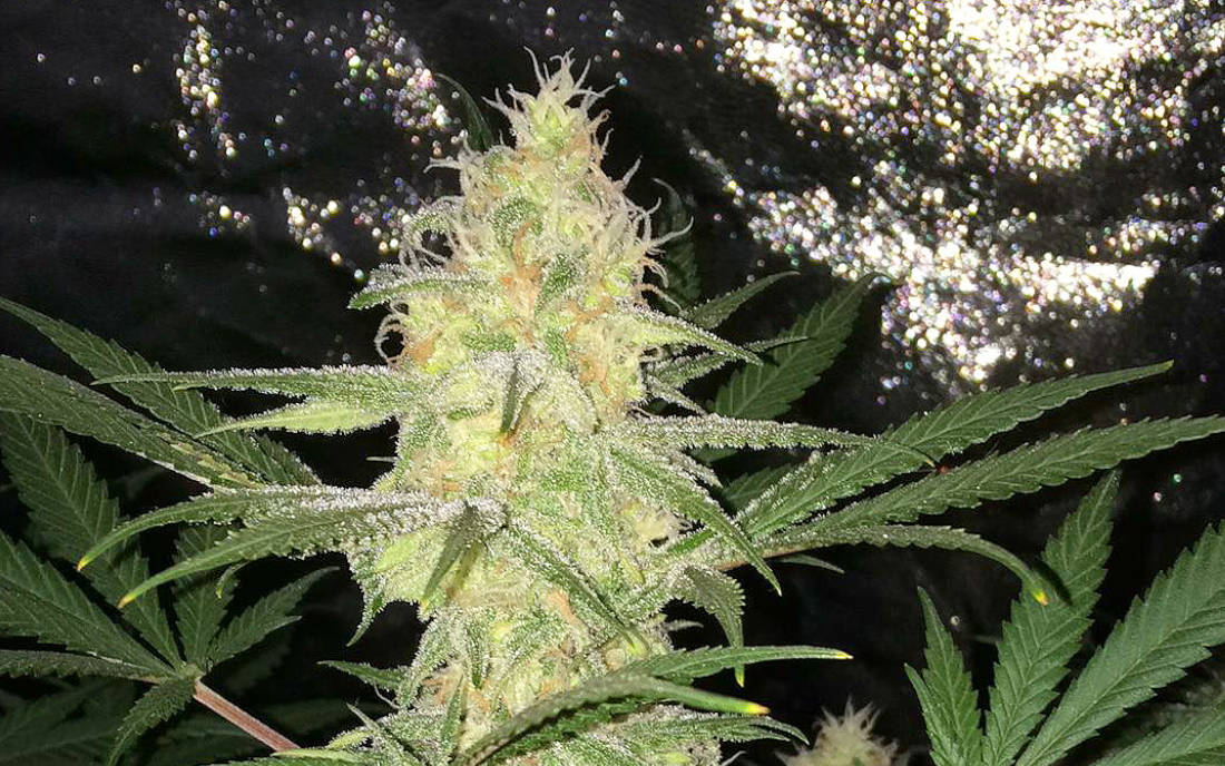 Lemon Zkittle Dutch Passion