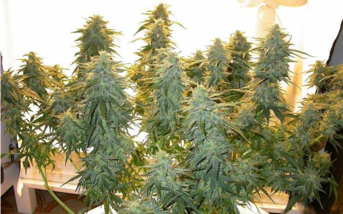 Lowryder nasiona automatyzowane