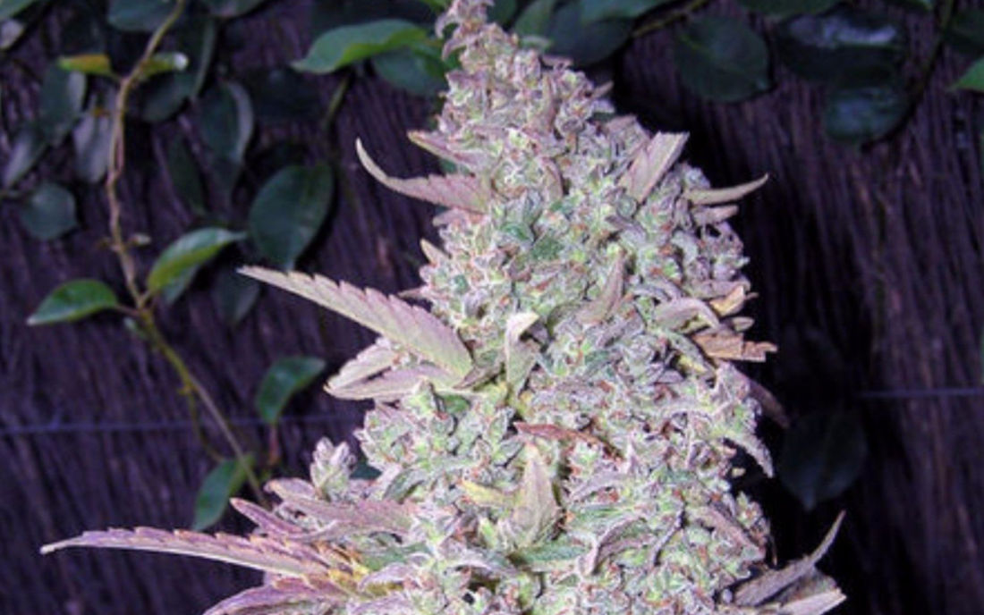Maroc Female Seeds odmiana marihuany