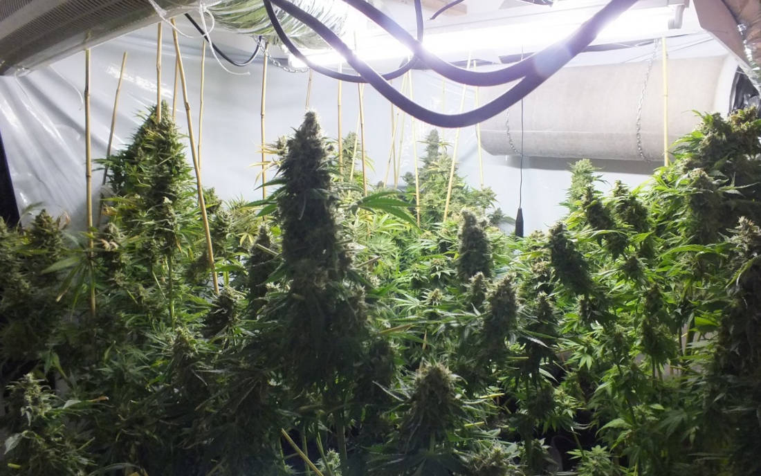 Money Maker Strain Hunters nasiona