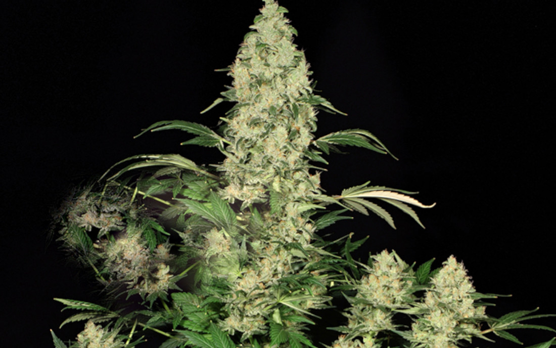 Nasiona AK 47 na outdoor