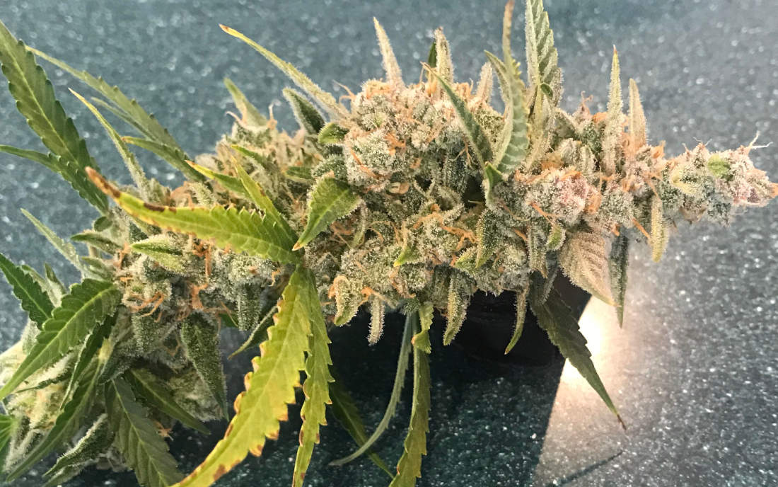 Northern Lights automat bardzo szybki