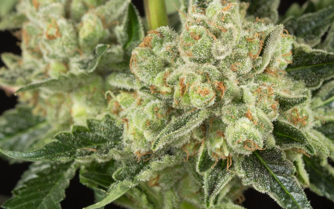 OG Kush odmiana konopi Indica