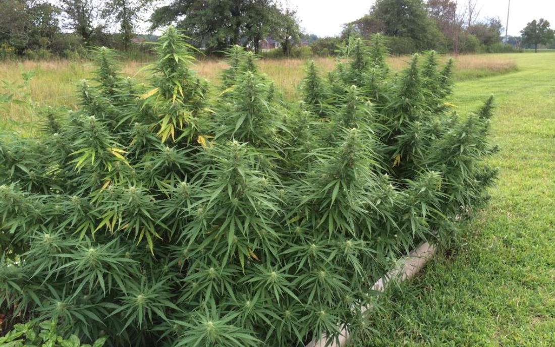 Cindy 99 Female Seeds