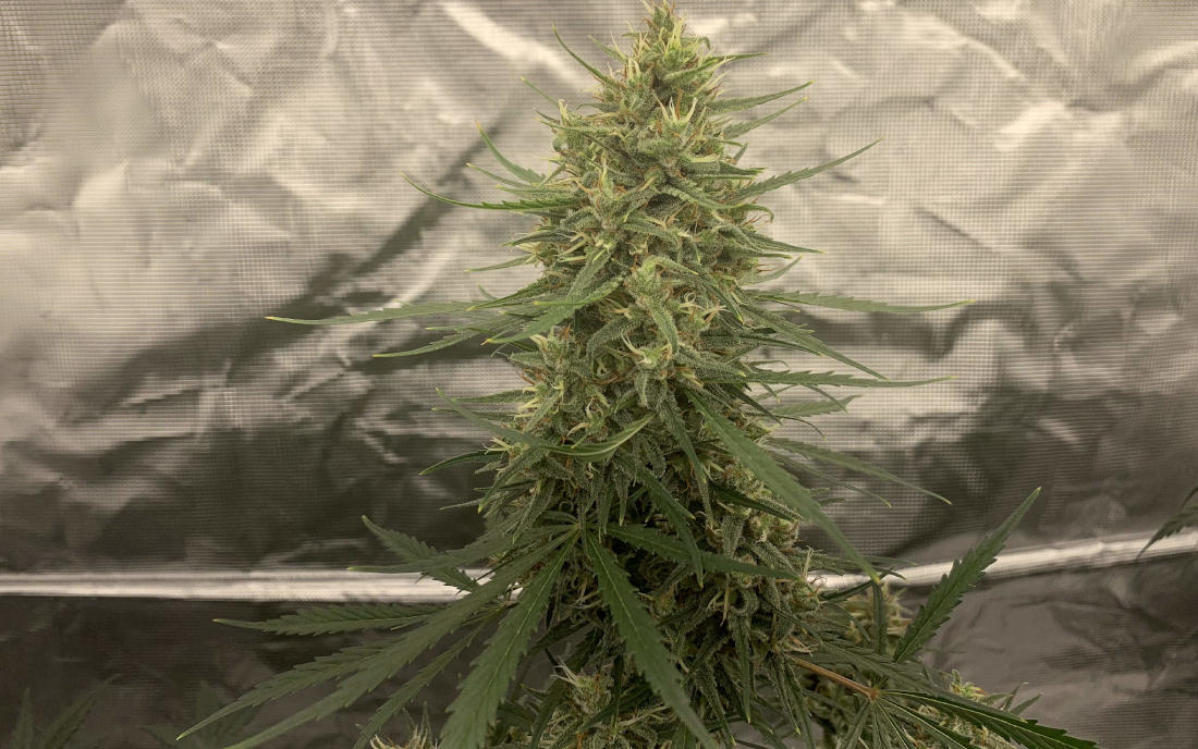 Grapefruit odmiana na outdoor