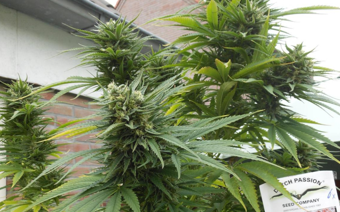 Passion 1 odmiana duży plon