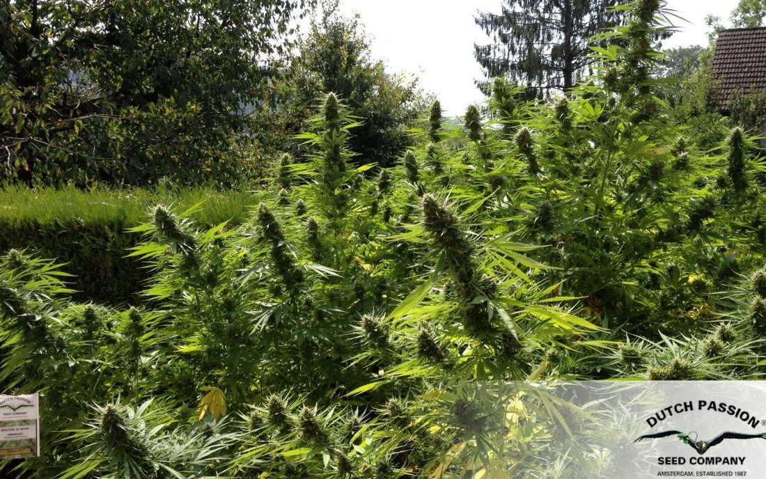 Passion #1 odmiana na outdoor