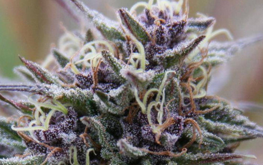 Purple Maroc nasiona konopi outdoor