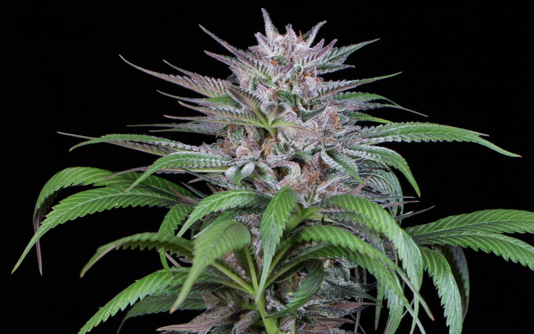 Quick Kush Dinafem na outdoor