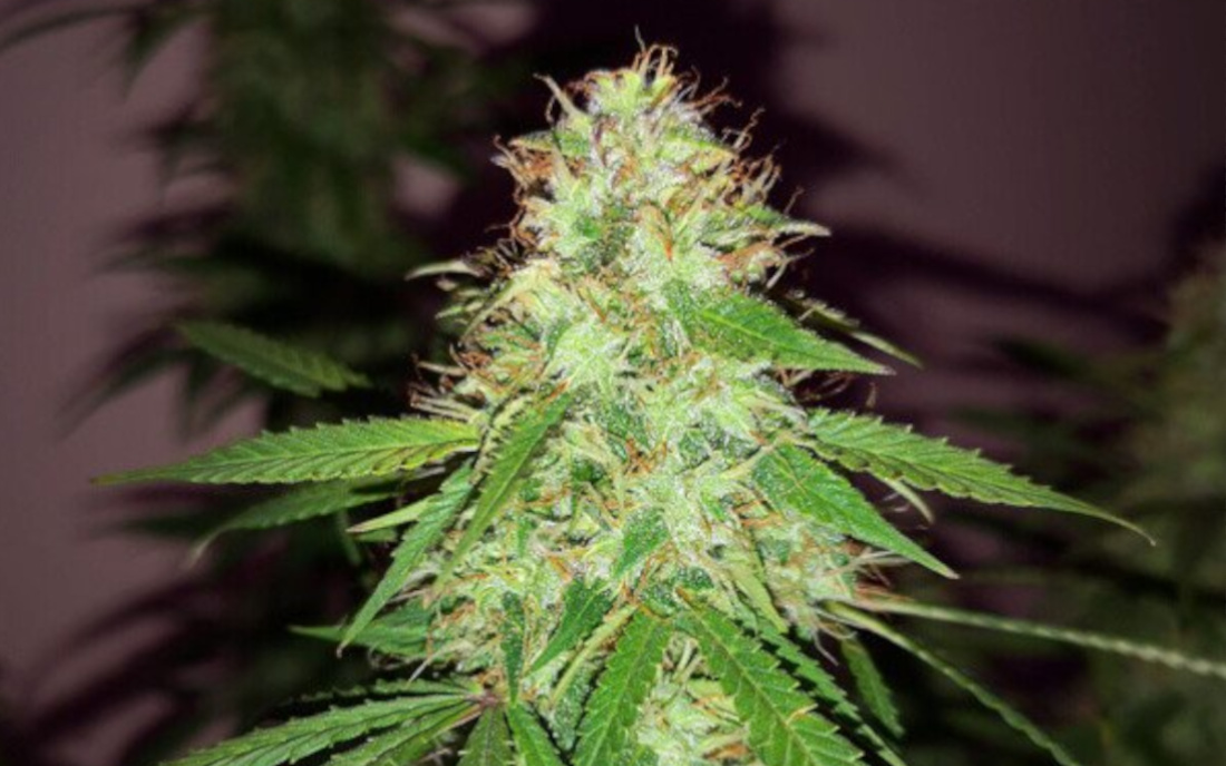 Quick One Szybki automat Royal Queen Seeds