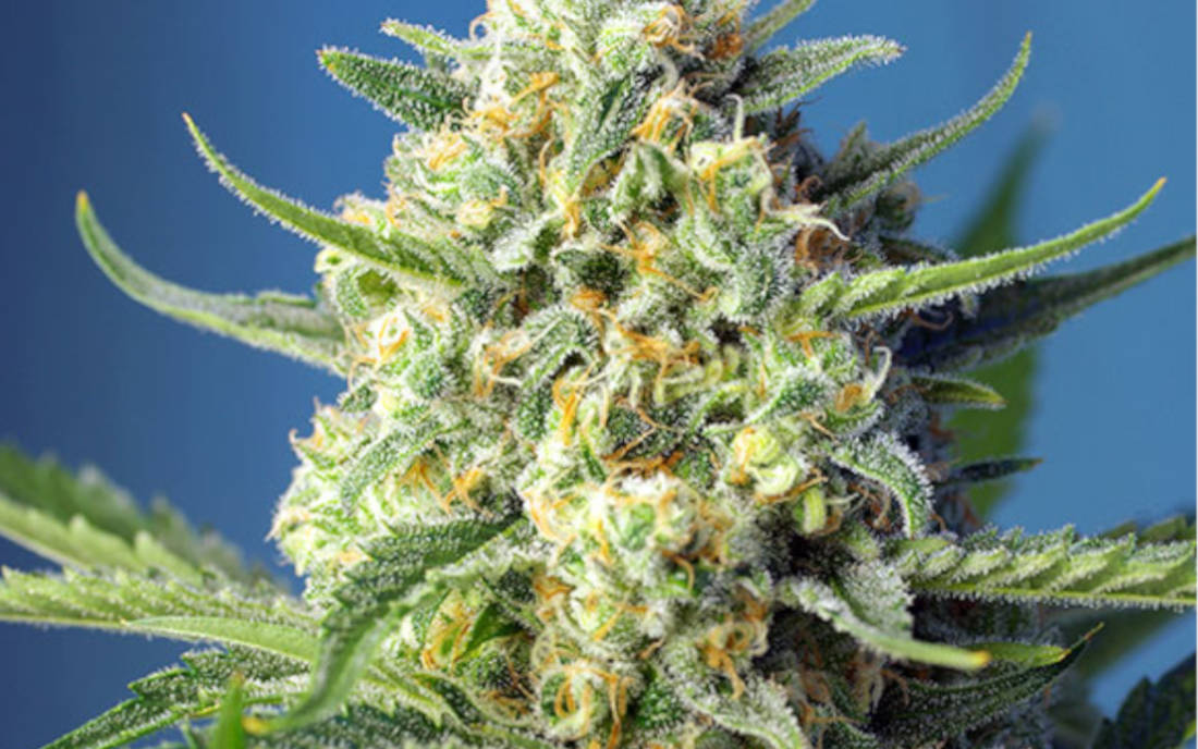 S.A.D. automat Sweet Seeds