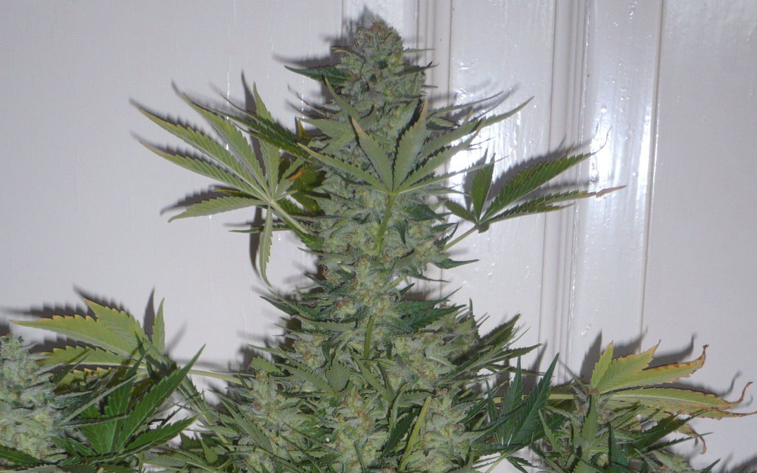 Serious Seeds White Russian