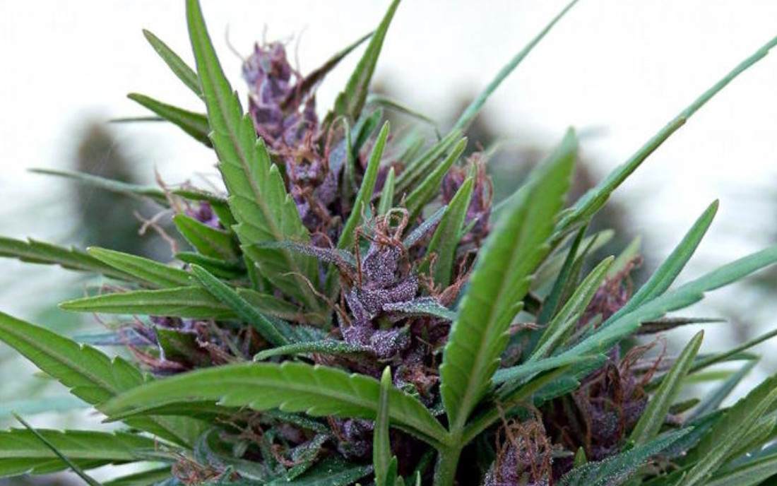 Shaman na outdoor duży plon