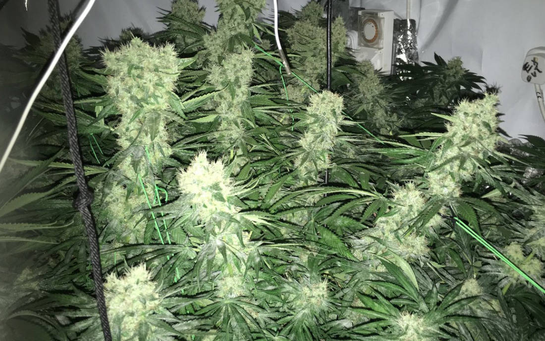 Super Skunk Sensi Seeds nasiona