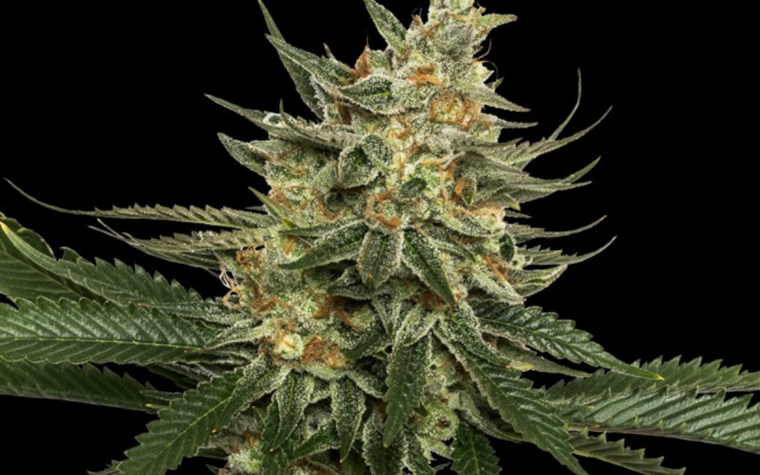 Tangie DNA Genetics najlepsza odmiana marihuany