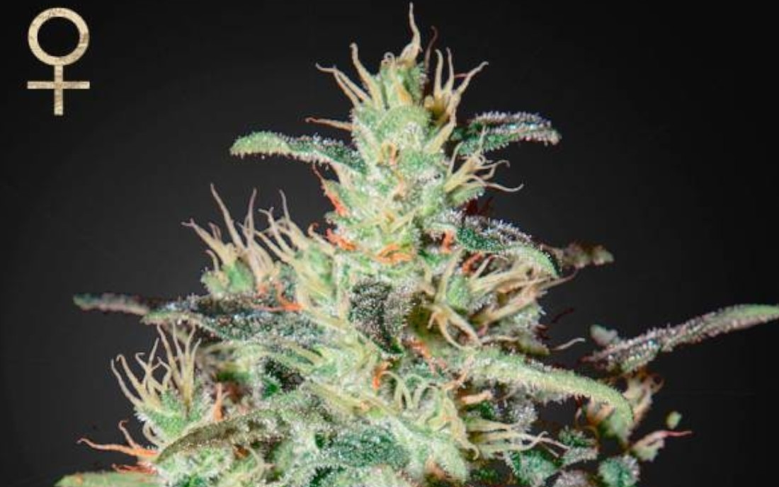 White Lemon Feminized