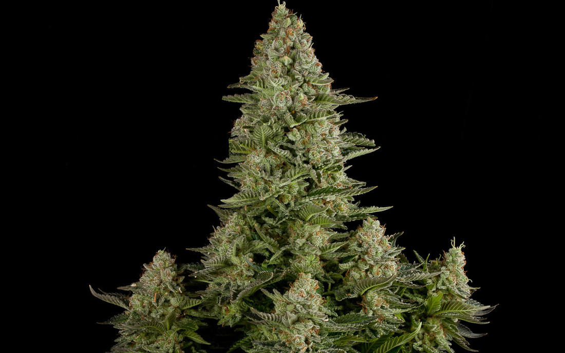 White Widow odmiana marihuany Dinafem