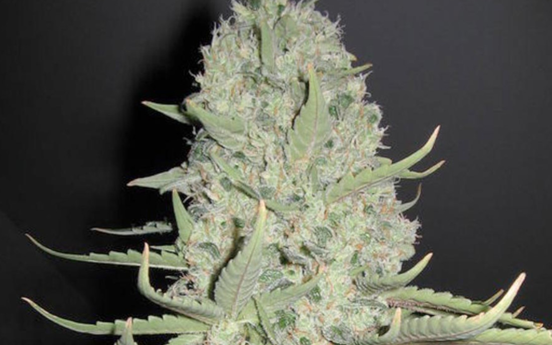 White Widow Big Bud Female Seeds nasiona