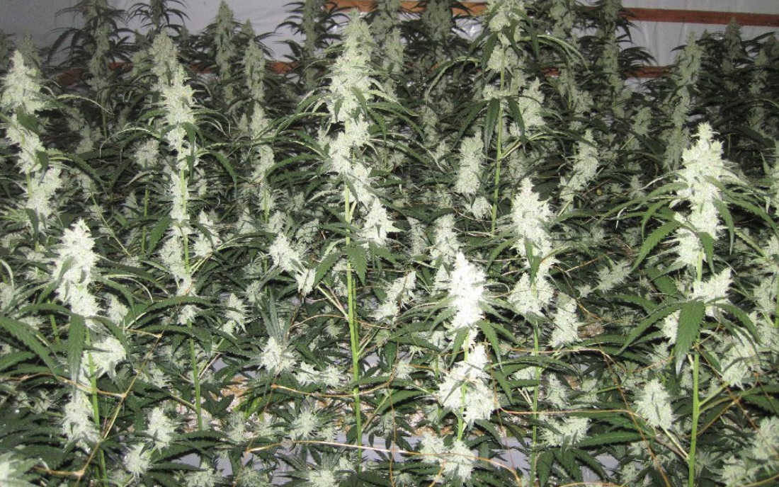 Amnesia Haze komercyjna odmiana marihuany