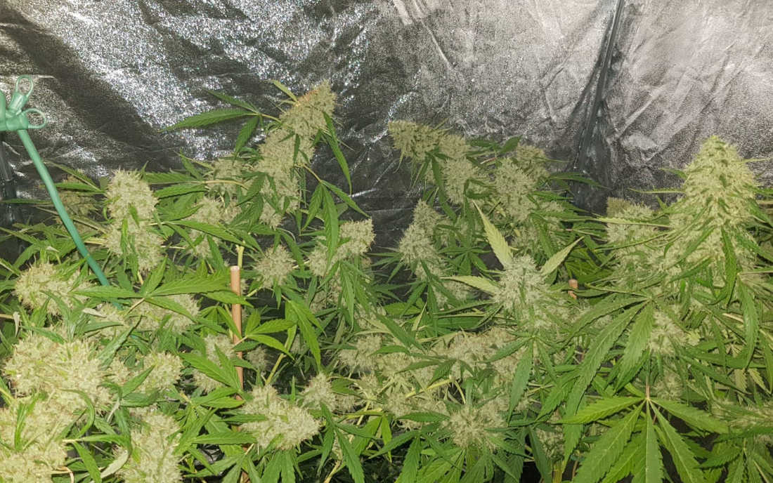 Amnesia Haze odmiana duży plon