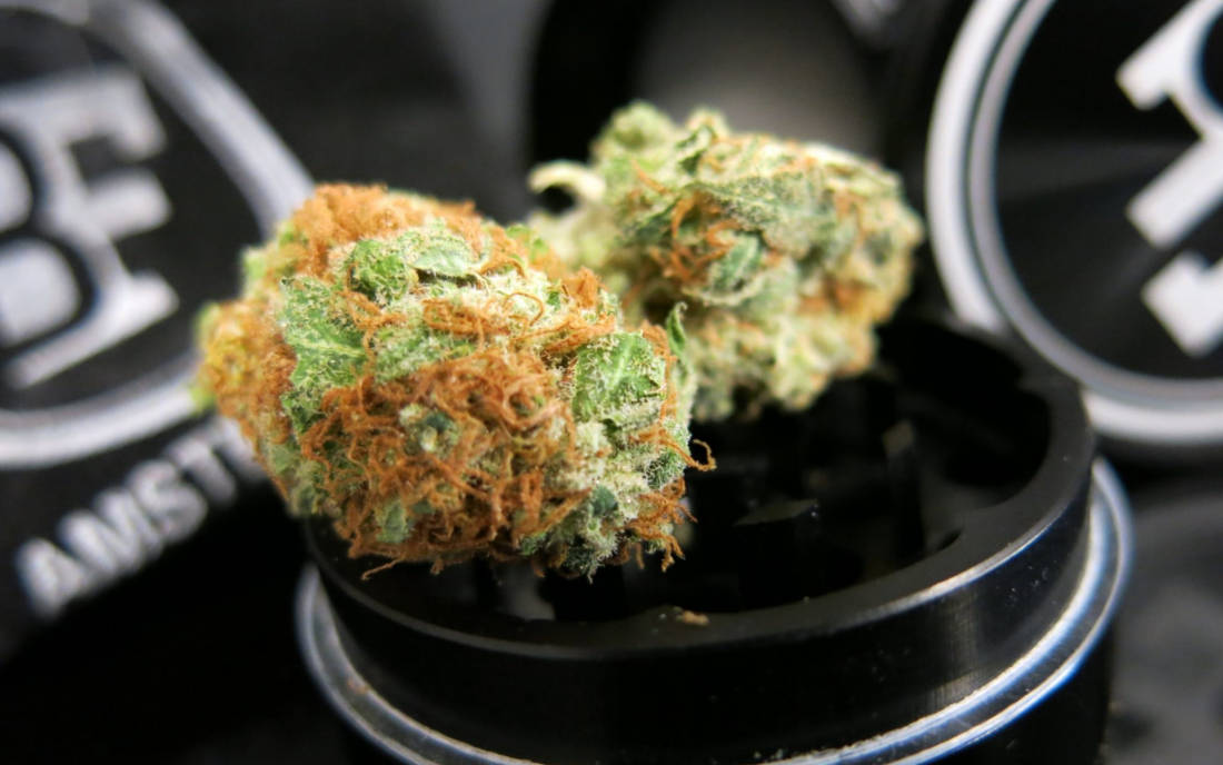 Bubblegum nasiona feminizowane