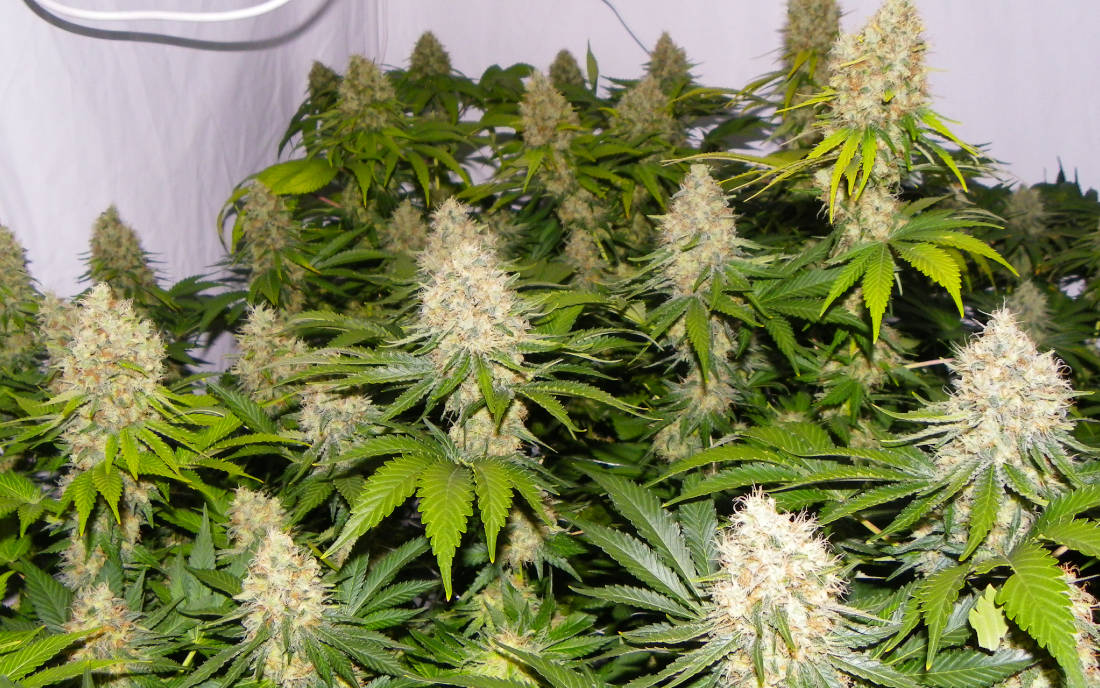 Country Girl marihuana