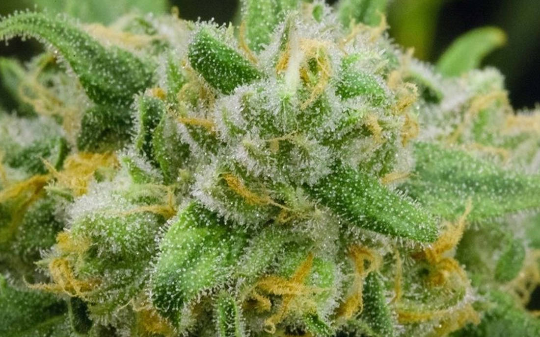 Green Crack odmiana marihuany nasiona