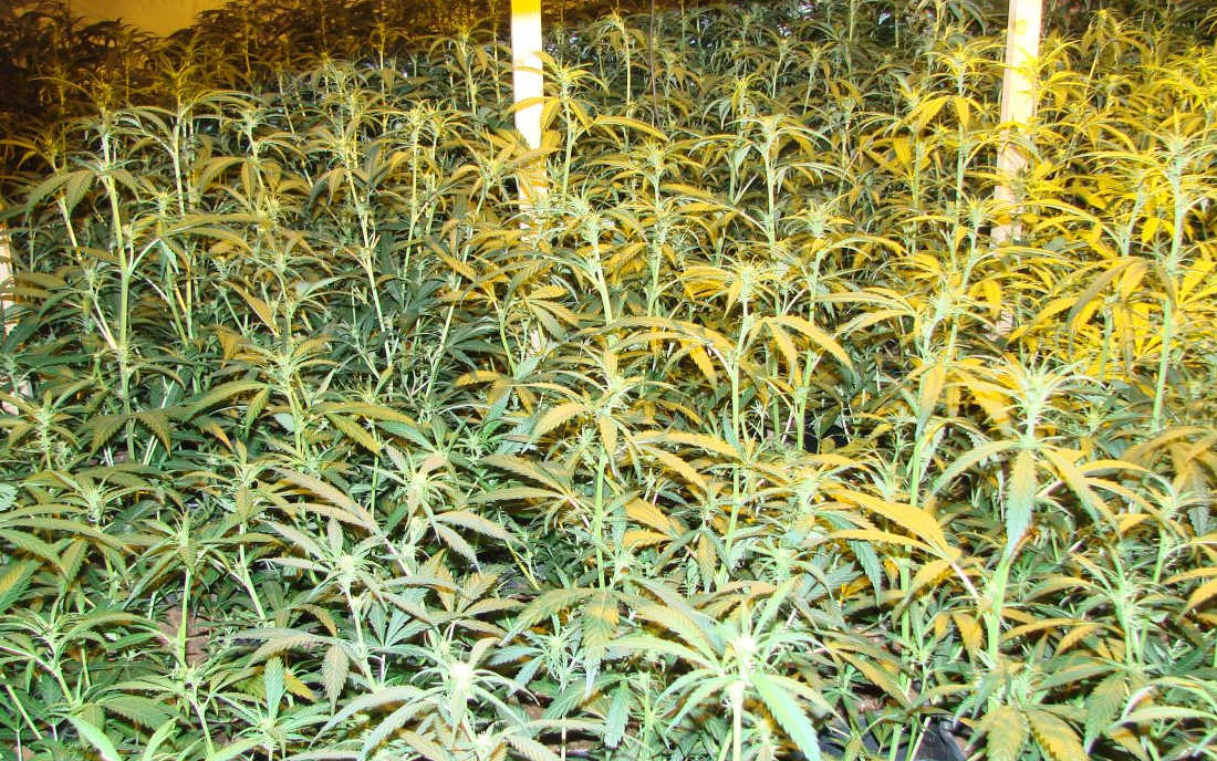 Growroom pełen odmiany Amnesia Haze