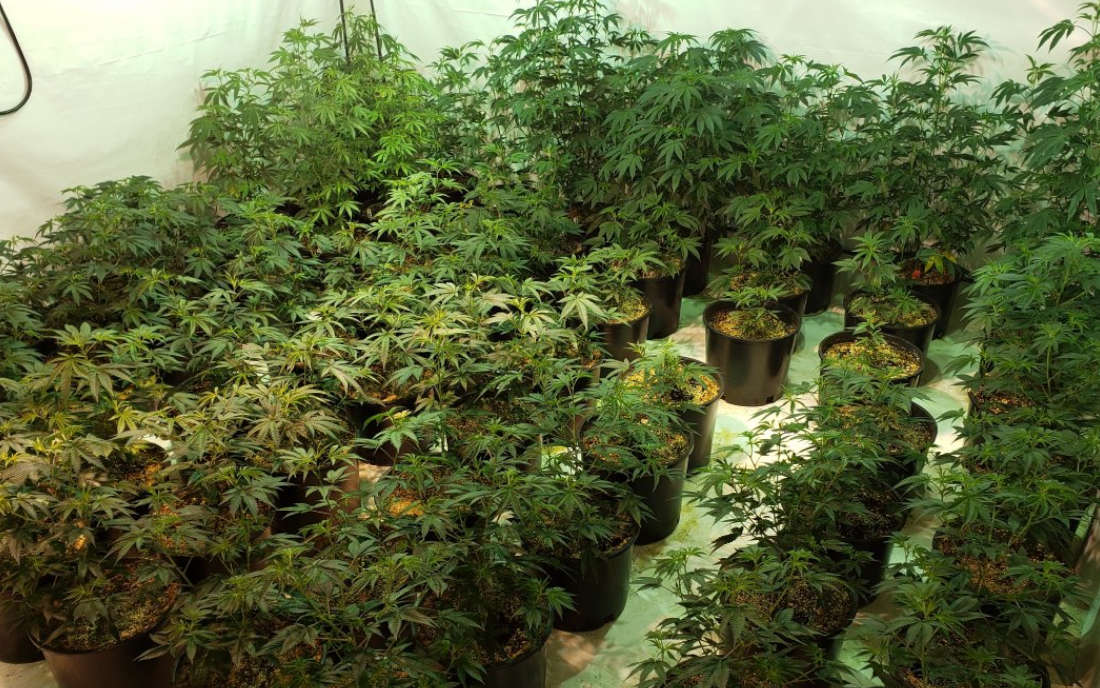 Headbanger Karma Genetics