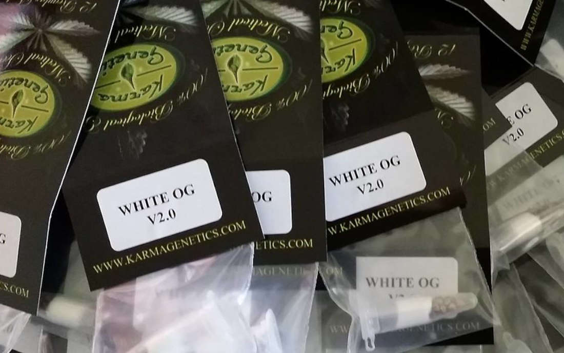 Karma Genetics odmiana White OG