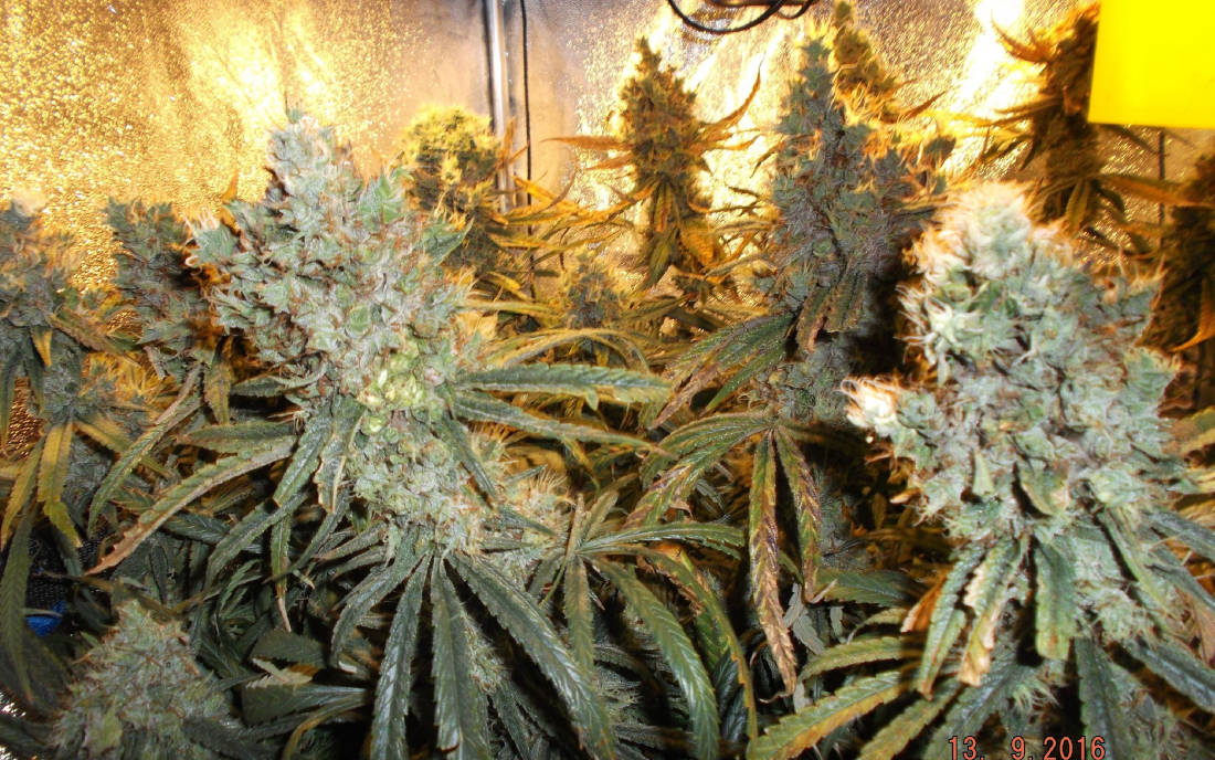 Liberty Haze nasiona feminizowane sklep