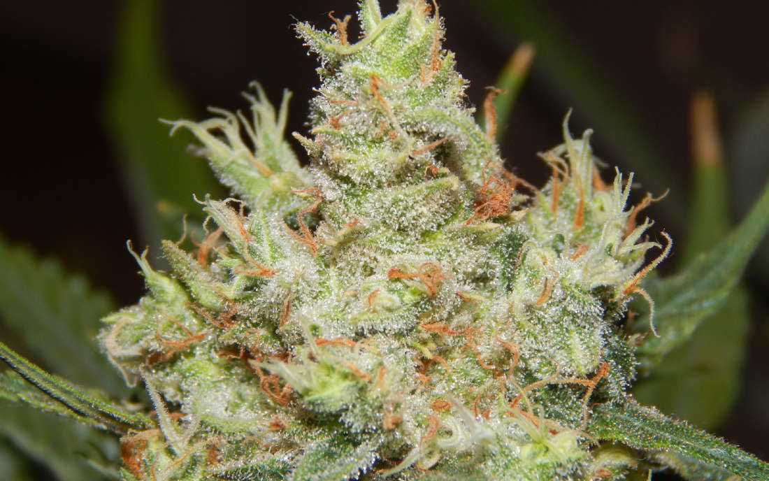 LSD Barneys Farm nasiona marihuany